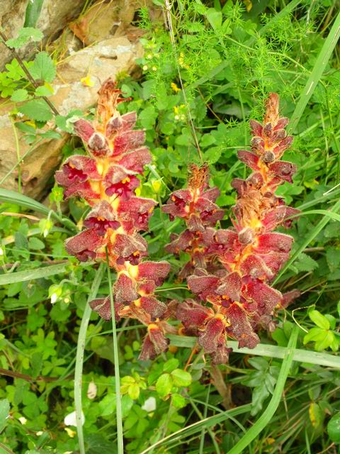 Orobanche variegata / Succiamele screziato